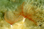 Sabella pavonina