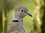 Collared Dove