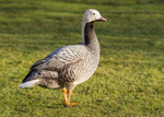 Emperor Goose 1