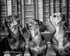 dogs-112