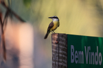 Great Kiskadee on welcome sign, Porto Jofre, Brazil