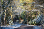 White Glade