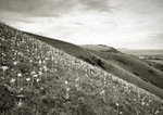 Cowslips on the Downs