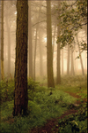 Woodland Mist