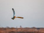 Short-eared Owl