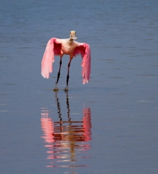 Roseate Spoonbil _0019
