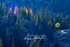 3HPhotography10-6-24_RMNP_0110_