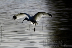 Birds 313