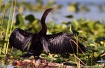 FLB025: Anhinga