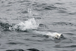 Gannets_0008