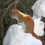 American Red Squirrel