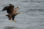 WHITE TAILED EAGLE, ISLE OF MULL, SCOTLAND