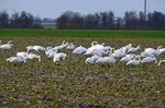 Bewick's Swans