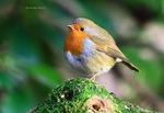 Robin