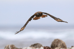 Striated Caracara front flight view, Sea Lion Island, Falklands