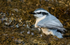 Red-breasted Nuthatch