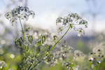 Shiny Cowparsley