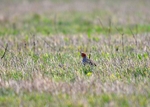 Grey Partridge