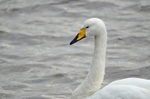 Whooper Swan