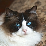 Blue eyes