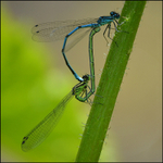 Damsel Flies