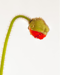 Iceland Poppy1