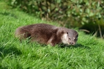 Otter