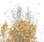 FALL GRACKLE MIGRATION #2 - NORFOLK COUNTY