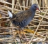 Water Rail