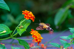 hummingbird Hawk Moth Macroglossum stellatarum-2250