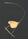 FLOATING STILL LIFE - OLD CUT, LONG POINT