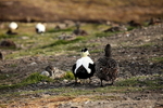Eider ducks 2