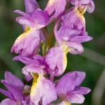 Hybrid Orchis - Orchis x colemanii ( Orchis mascula x O. pauciflora) This is a natural hybrid between  Early purple orchid (O. mascula) and few flowered orchid (O. pauciflora). 