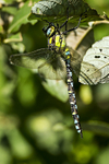 Southern Hawker
