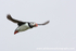 SBA017: Puffin in Flight