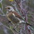 Fieldfare
