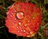 Aspen leaf