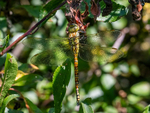 Southern Migrant Hawker