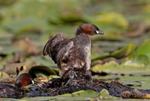 Little Grebe - Tachyba...