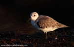 FLB032: Sanderling