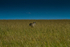 Zebra Alone