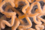 Tritonia hombergii egg mass