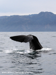 NZ032: Sperm whale fluke