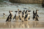 African Penguins emerge from sea, Boulders Beach, South Africa