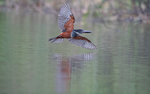 African giant kingfisher