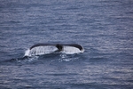 Humpback WHale 8779