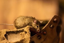 House Mouse