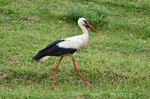 White Stork