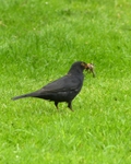 Hungry blackbird
