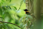 White-throated Shrike-Tanager (male), Costa Rica